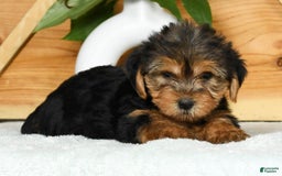 Yorkshire Terrier dogs for sale: Lucky - Image 9
