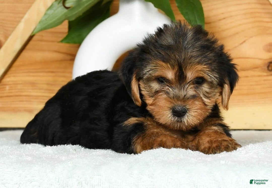 Yorkshire Terrier dogs for sale: Lucky - Image 9