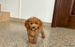 Cockapoo dogs for sale: Sara - Image 3