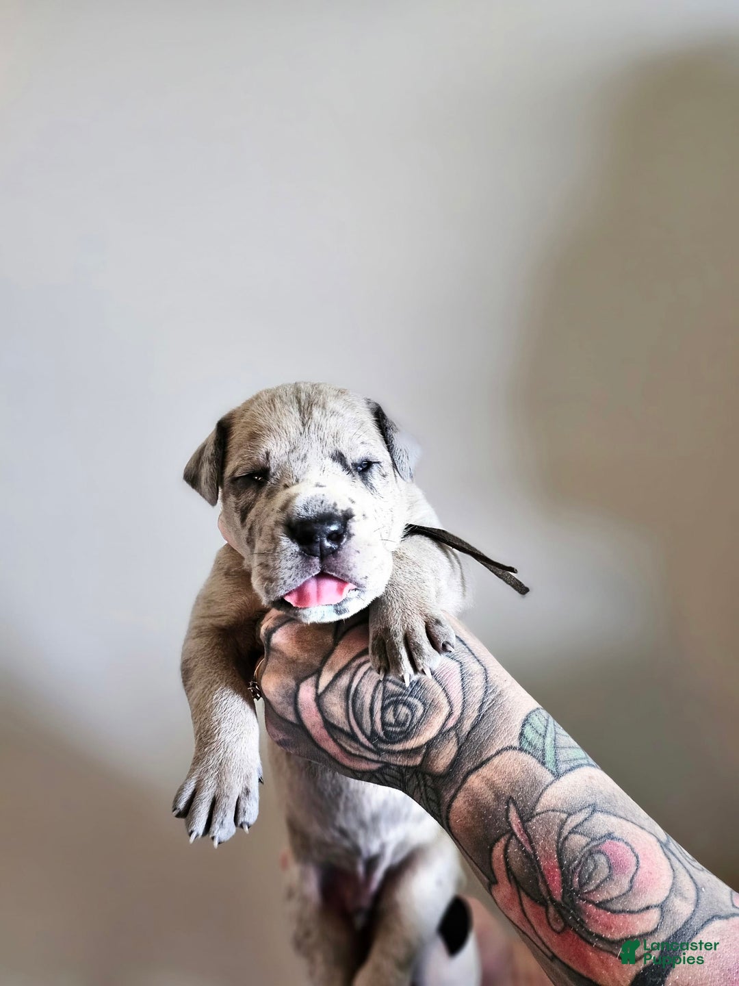 Great Dane dogs for sale: Brown Collar - Image 2