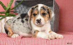 Beabull dogs for sale: Wranger - Image 8