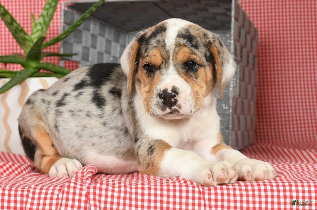 Beabull dogs for sale: Wranger - Image 8