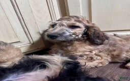 Bernedoodle dogs for sale: F1b Standard Bernedoodle - Image 1