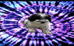 Miniature Poodle dogs for sale: Dew - Image 1