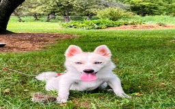 Pomsky dogs for sale: Aden - Image 20