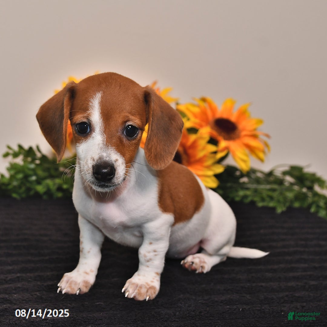 Miniature Dachshund dogs for sale: Belle - Image 1