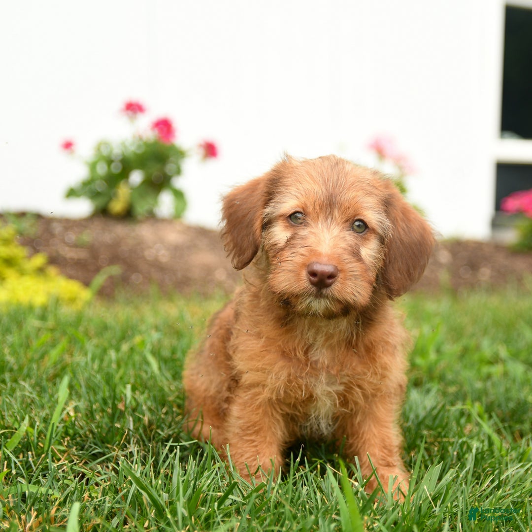 Jack Russell Terrier dogs for sale: Kody - Image 2