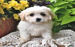 Cavachon dogs for sale: Maya - Image 9