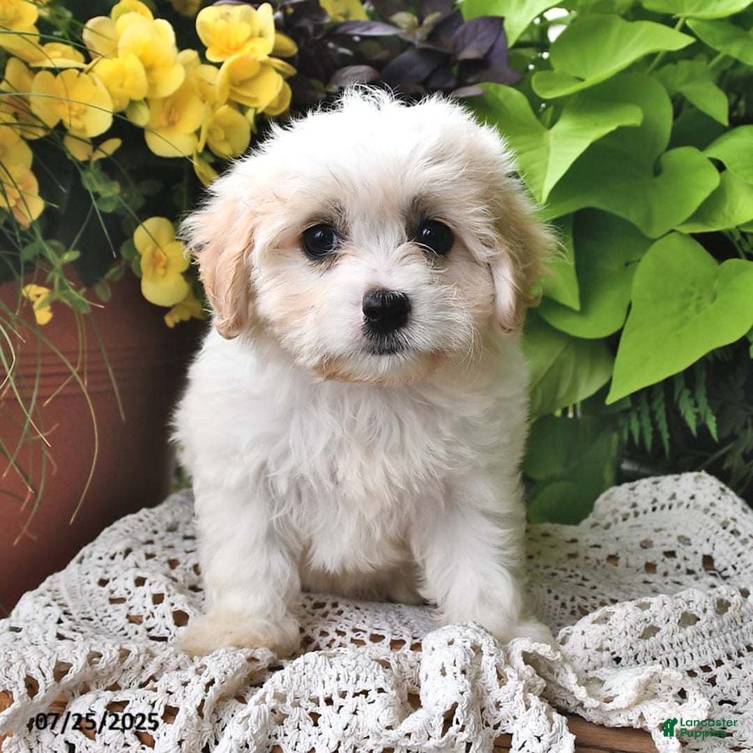 Cavachon dogs for sale: Maya - Image 9