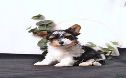 Biewer Terrier dogs for sale: Ace Extra Small - Image 4