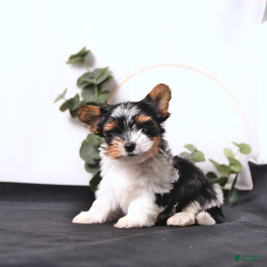 Biewer Terrier dogs for sale: Ace Extra Small - Image 4