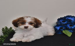 Shihpoo dogs for sale: Jake - Image 1