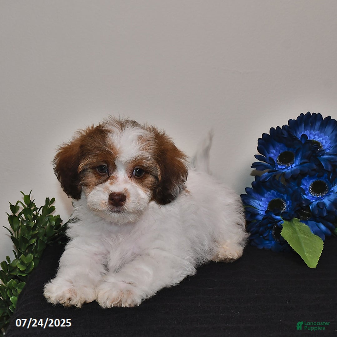 Shihpoo dogs for sale: Jake - Image 1