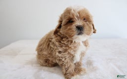 Shihpoo dogs for sale: Linc - Image 9