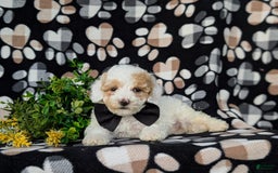 Miniature Poodle dogs for sale: Hartman - Image 3