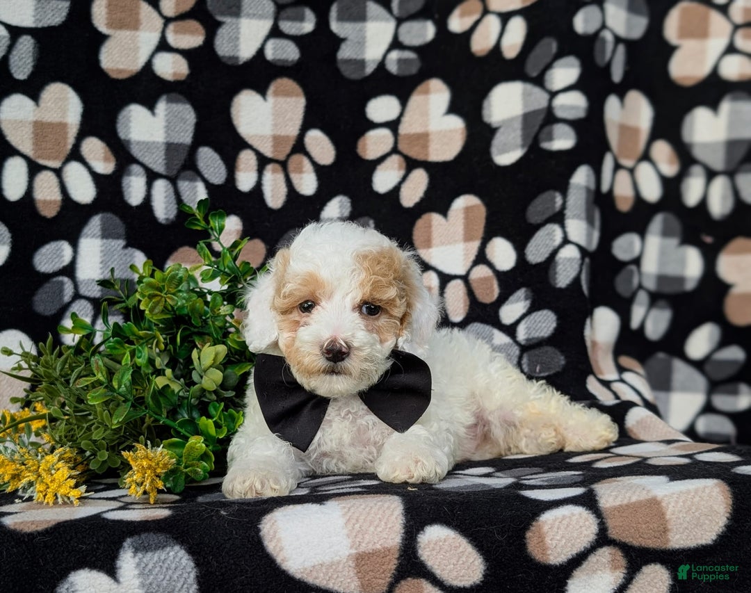 Miniature Poodle dogs for sale: Hartman - Image 3