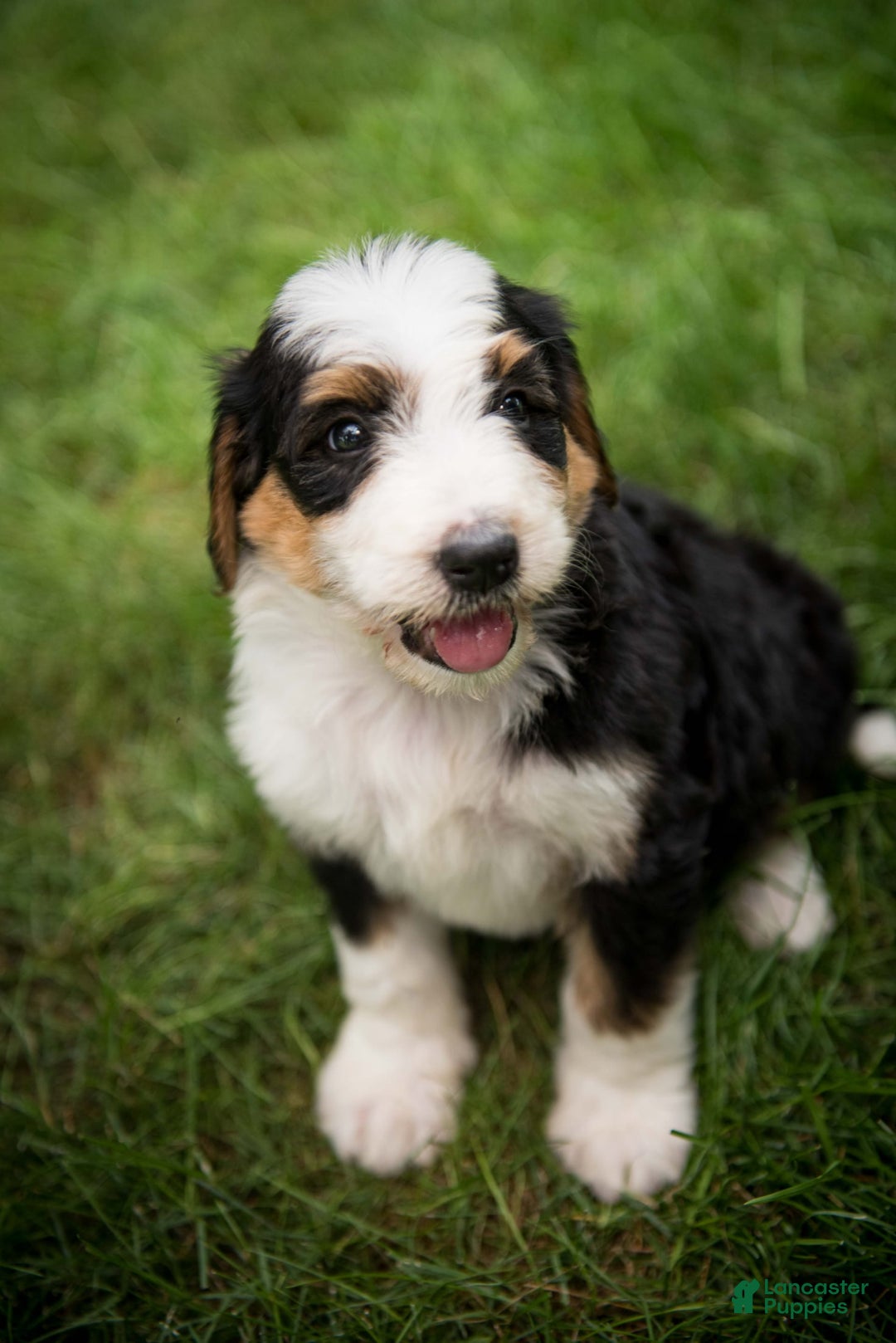Bernedoodle dogs for sale: Bessie - Image 23