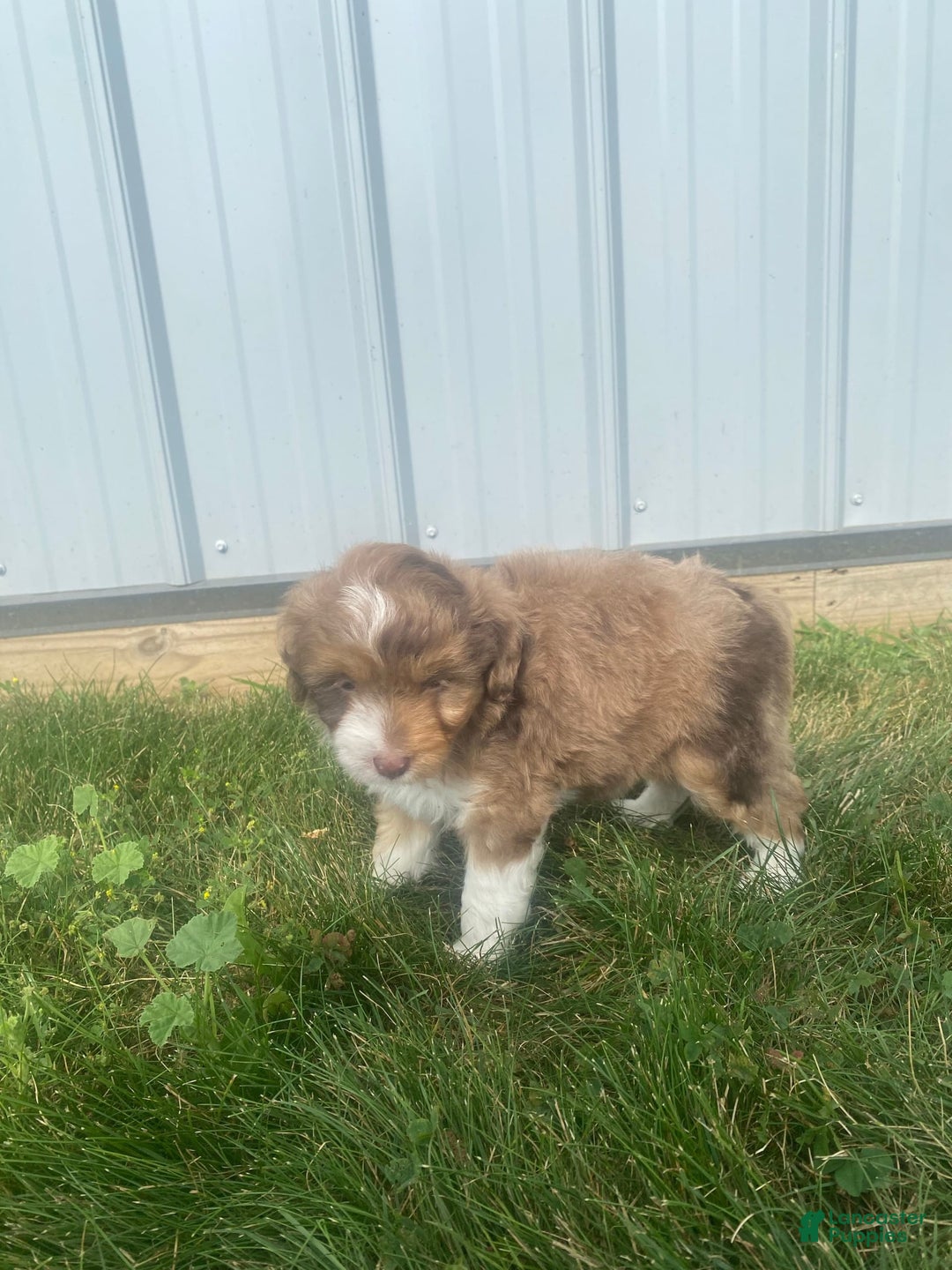 Mini Aussiedoodle dogs for sale: Bandit - Image 4