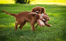 Cavalier King Charles Spaniel dogs for sale: Clifford - Image 18