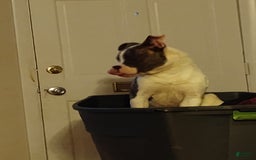 American Bulldog dogs for sale: Chief - Image 3
