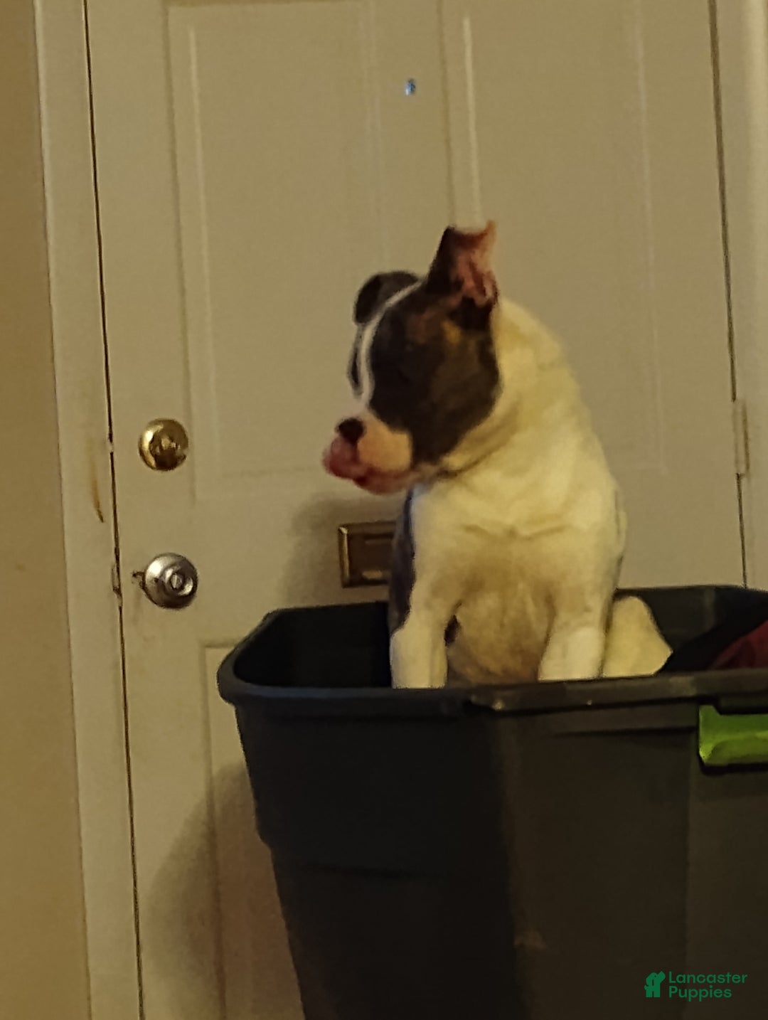 American Bulldog dogs for sale: Chief - Image 3
