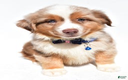 Miniature Australian Shepherd dogs for sale: Trooper - Image 5