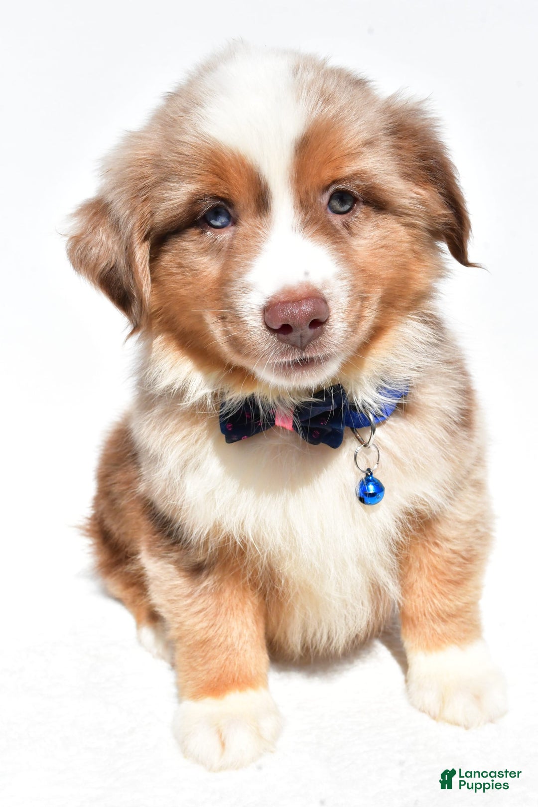 Miniature Australian Shepherd dogs for sale: Trooper - Image 5