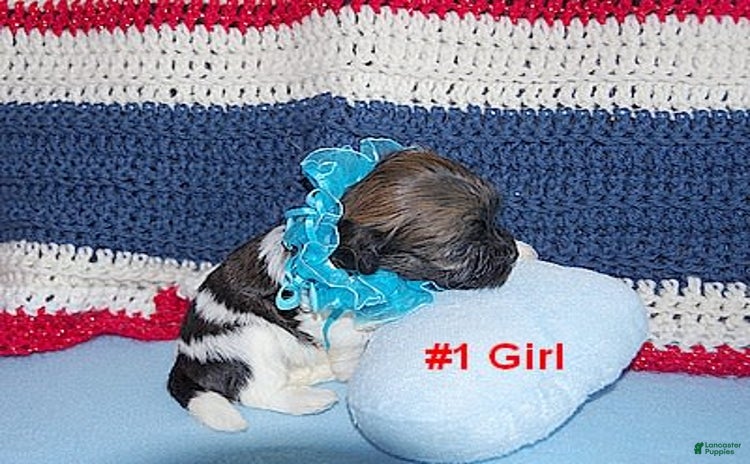 Havanese dogs for sale - Ad 1