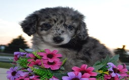 Mini Aussiedoodle dogs for sale: Mini Angel - Image 2