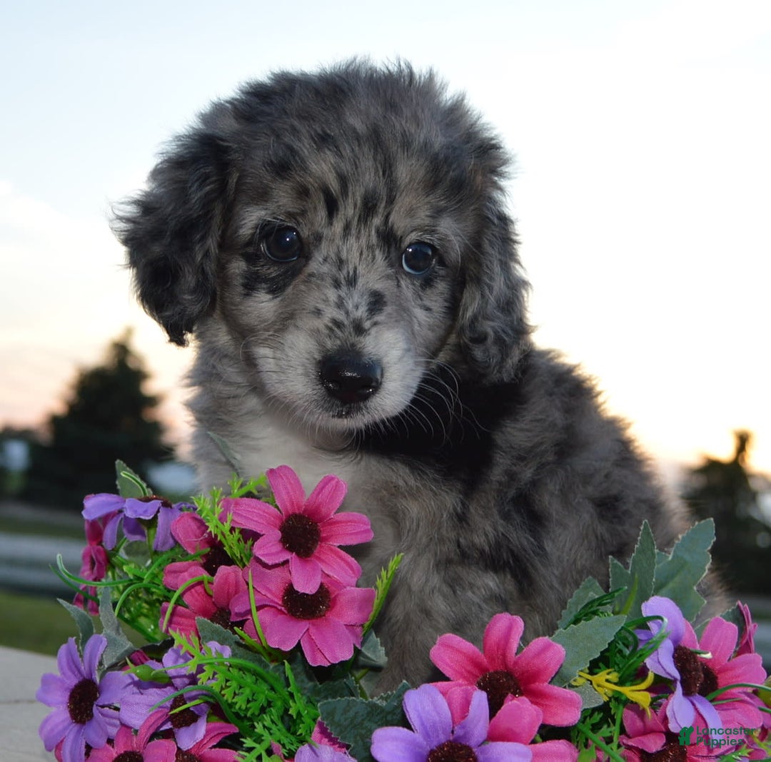 Mini Aussiedoodle dogs for sale: Mini Angel - Image 2