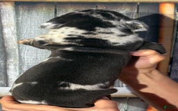 Great Dane dogs for sale: Great Dane 5 puppies - Image 10