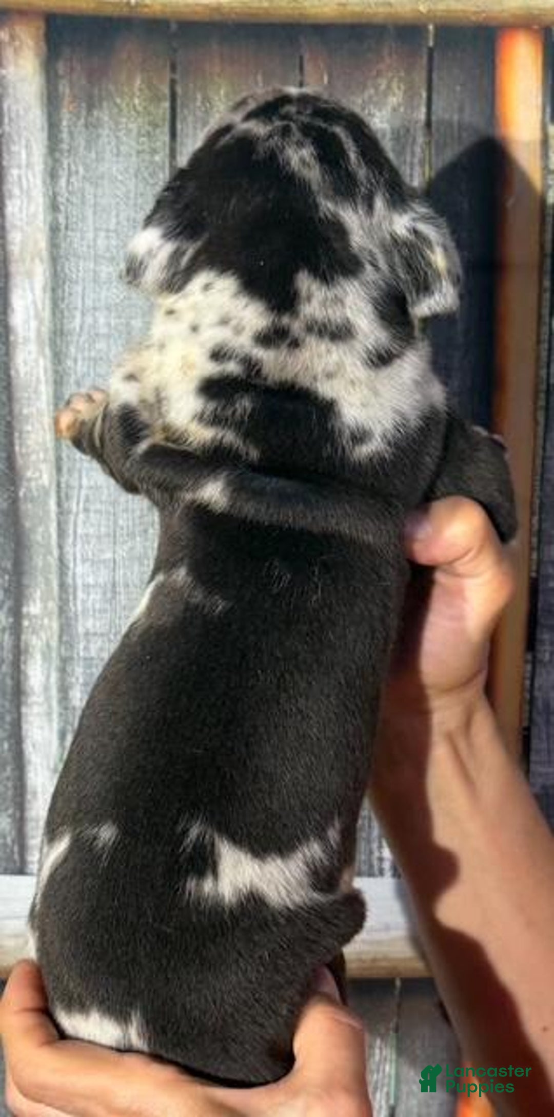 Great Dane dogs for sale: Great Dane 5 puppies - Image 10