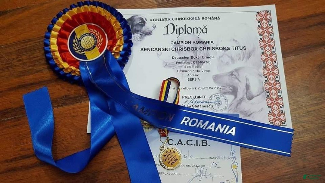 Boxer dogs for sale: Brady European Boxer health tested - Listing for pets: Beautiful European Health Tested Parents, Brady European Boxer health tested, Cream De Coco, Lilly European - Image 8