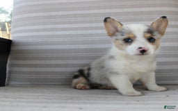 Welsh Corgi Pembroke dogs for sale: Lexi - Image 12