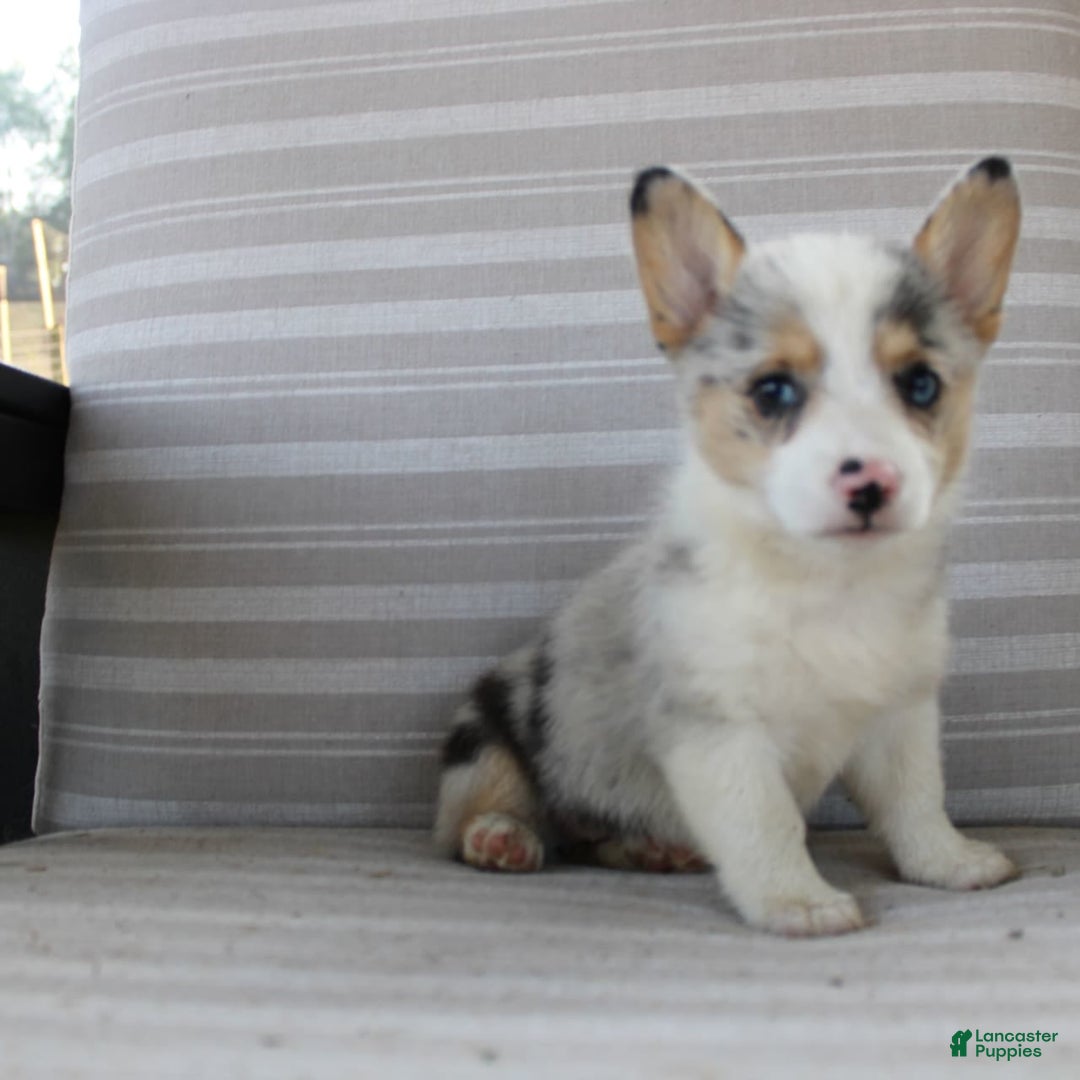 Welsh Corgi Pembroke dogs for sale: Lexi - Image 12