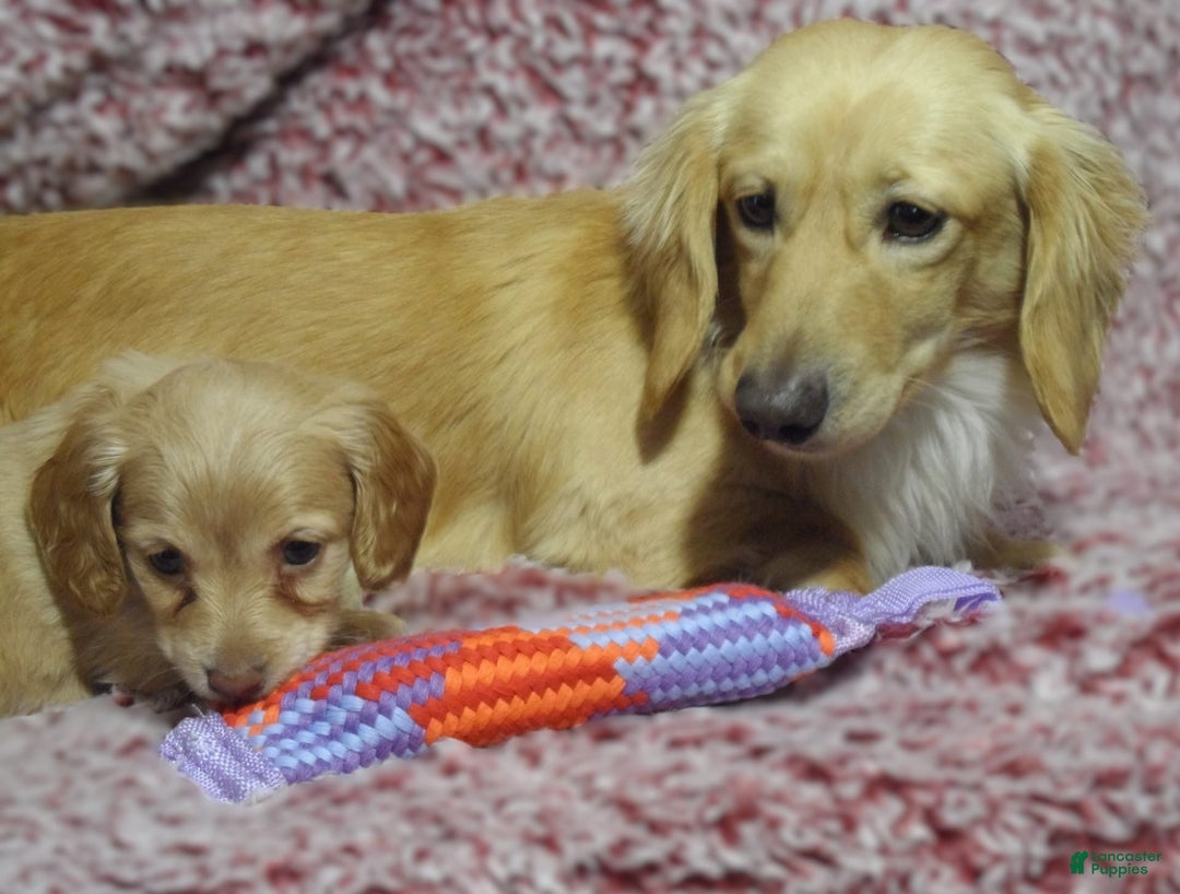 Miniature Dachshund dogs for sale: Odie -akc - Image 10