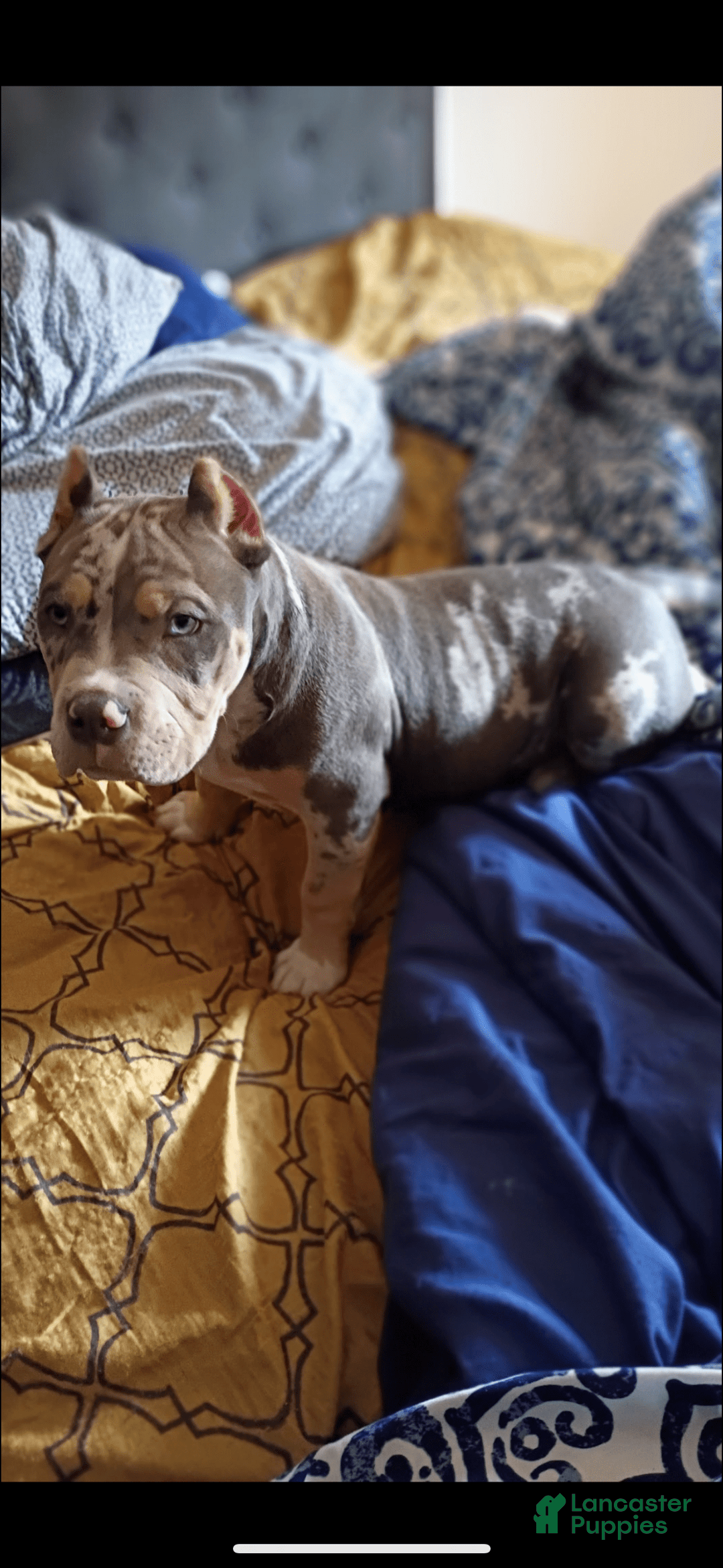 American Bully dogs for sale: Murrel - Image 2