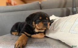 Rottweiler dogs for sale: Briggs - Image 2