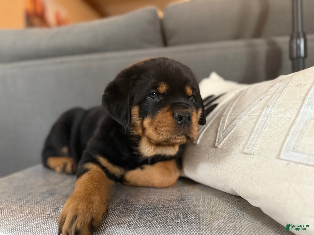 Rottweiler dogs for sale: Briggs - Image 2