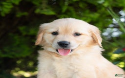 Golden Retriever dogs for sale: Hazel - Image 5