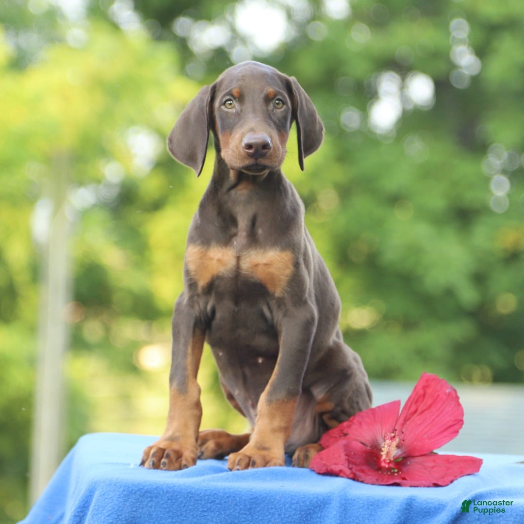 Doberman Pinscher dogs for sale: Ranger - Image 6