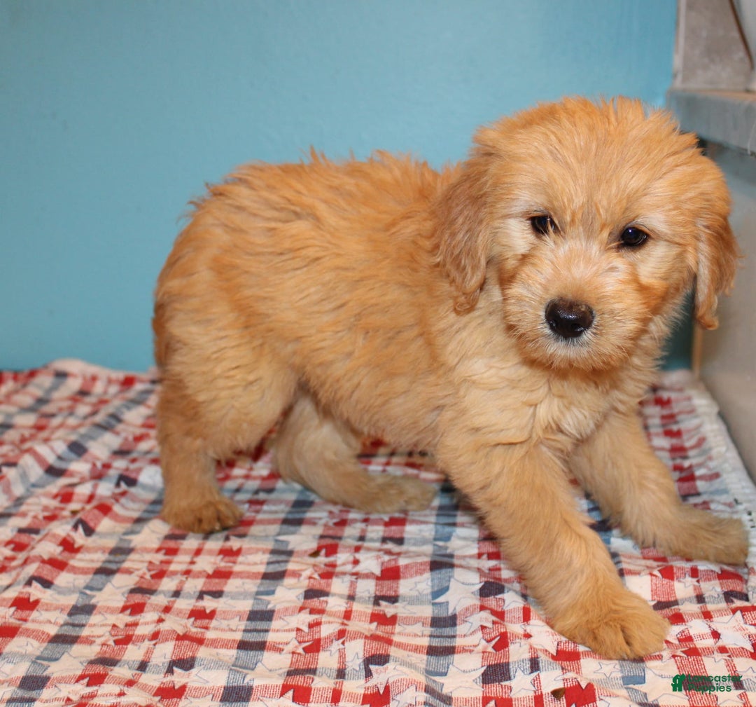  dogs for sale: Mini Goldendoodle 5 puppies - Image 39