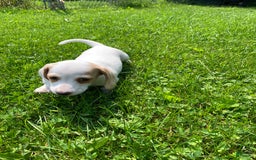 Dachshund dogs for sale: Cinderella - Image 1