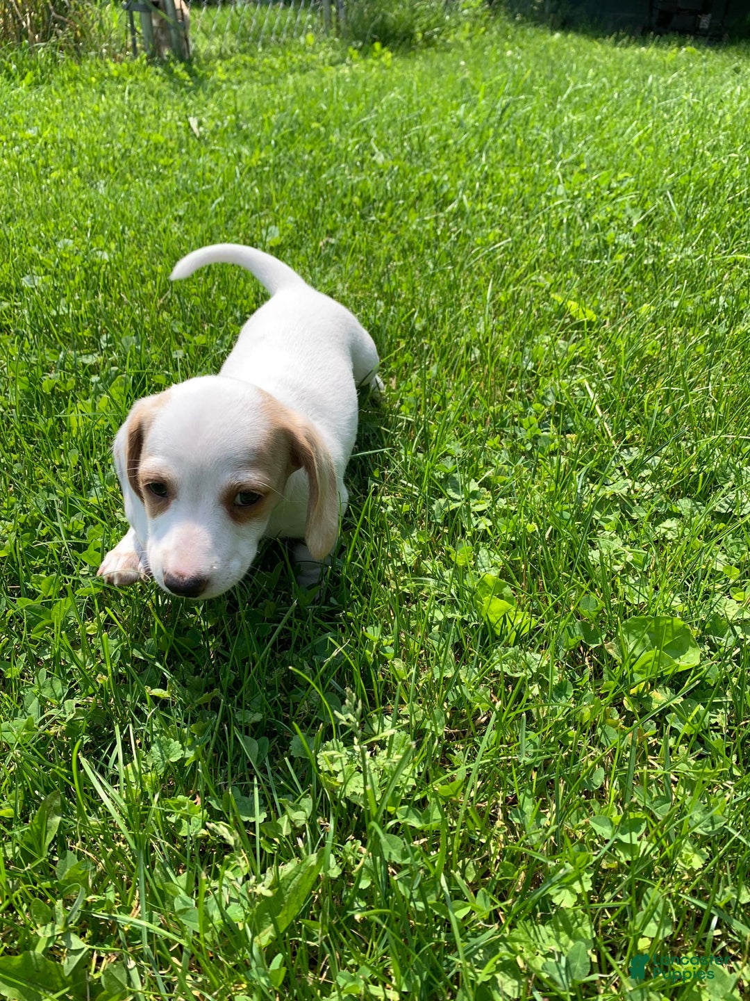 Dachshund dogs for sale: Cinderella - Image 1