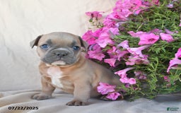 Frenchton dogs for sale: Foxy - Image 3