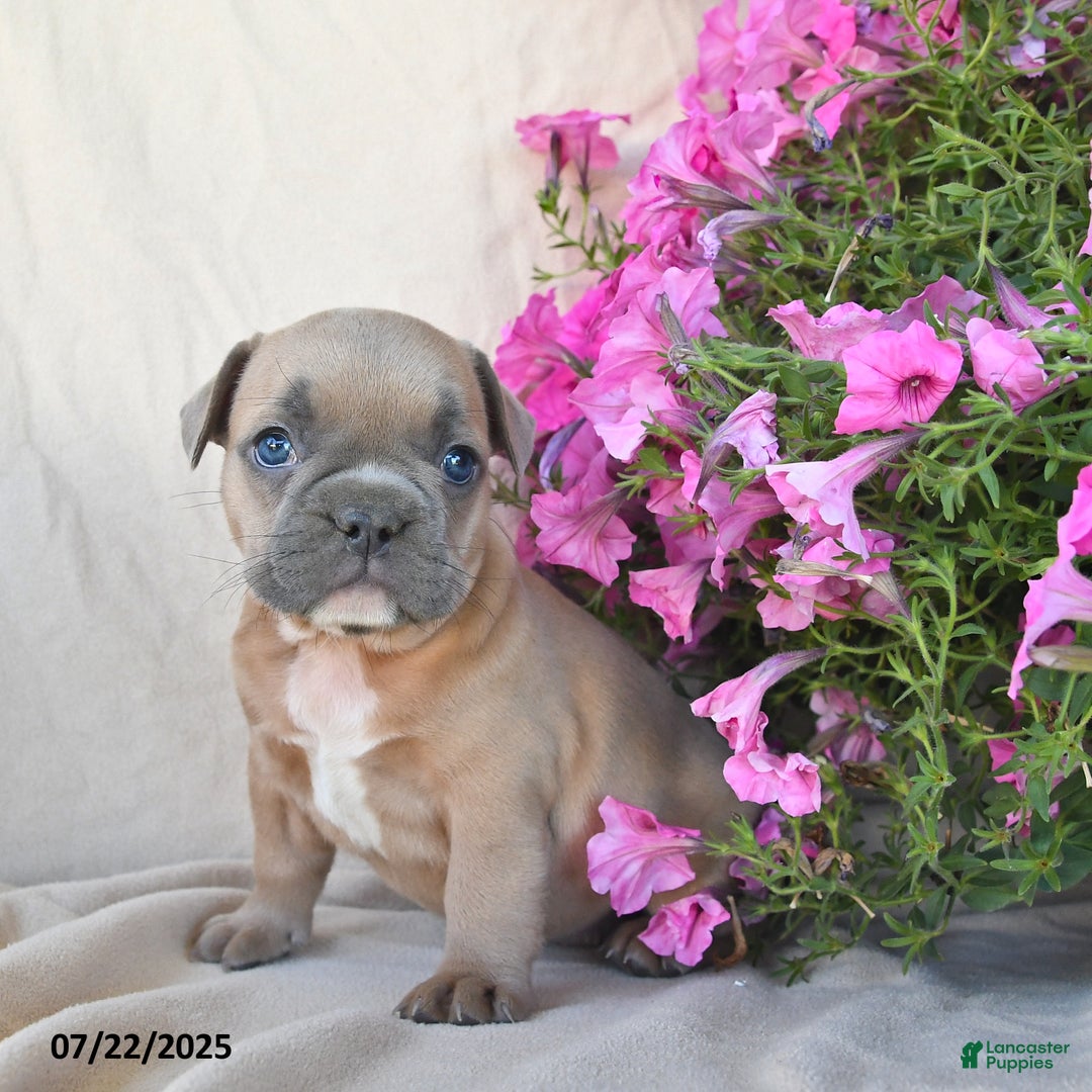 Frenchton dogs for sale: Foxy - Image 3