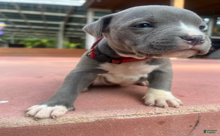 American Bully dogs for sale - Ad 4