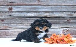 Miniature Poodle dogs for sale: Myla - Image 6