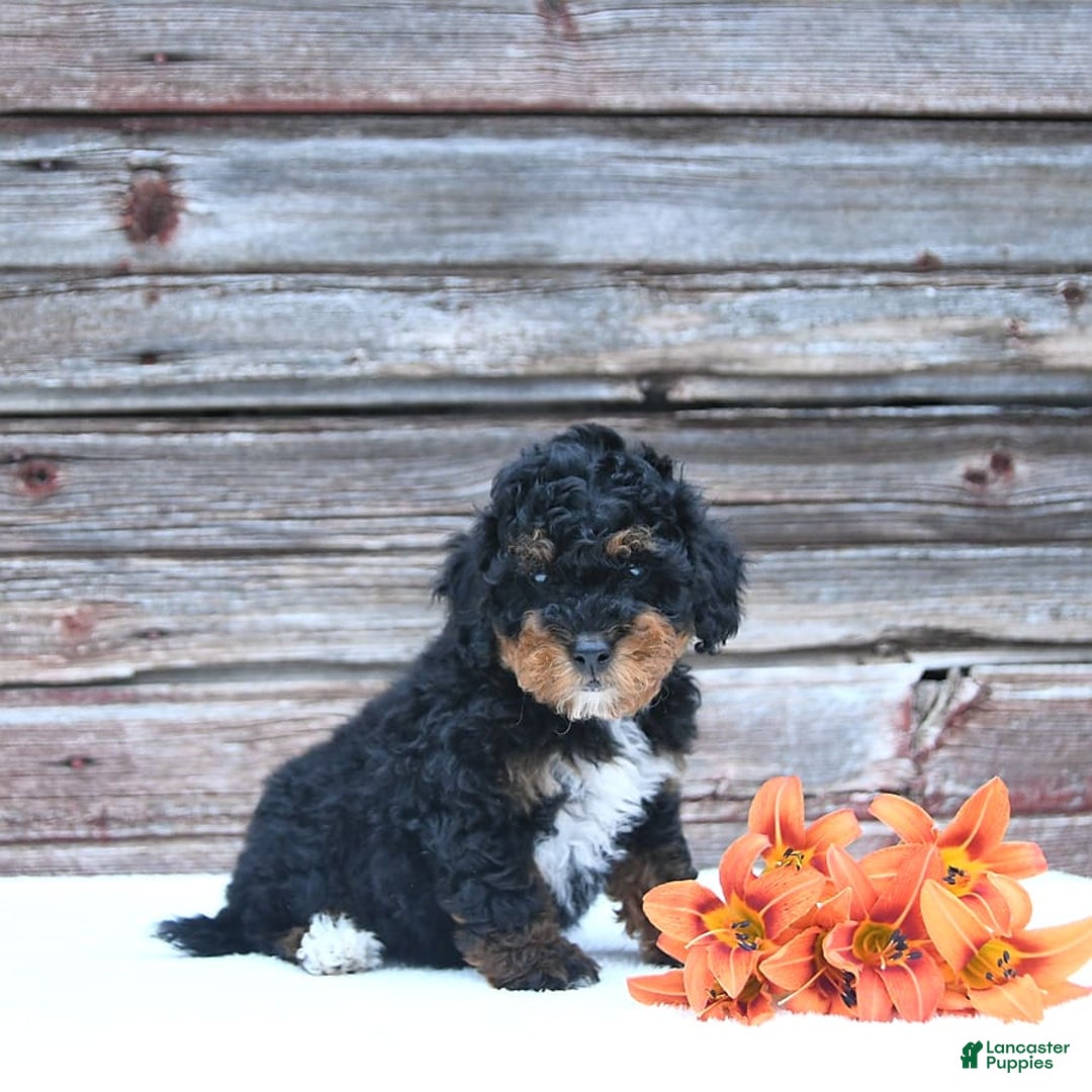 Miniature Poodle dogs for sale: Myla - Image 6