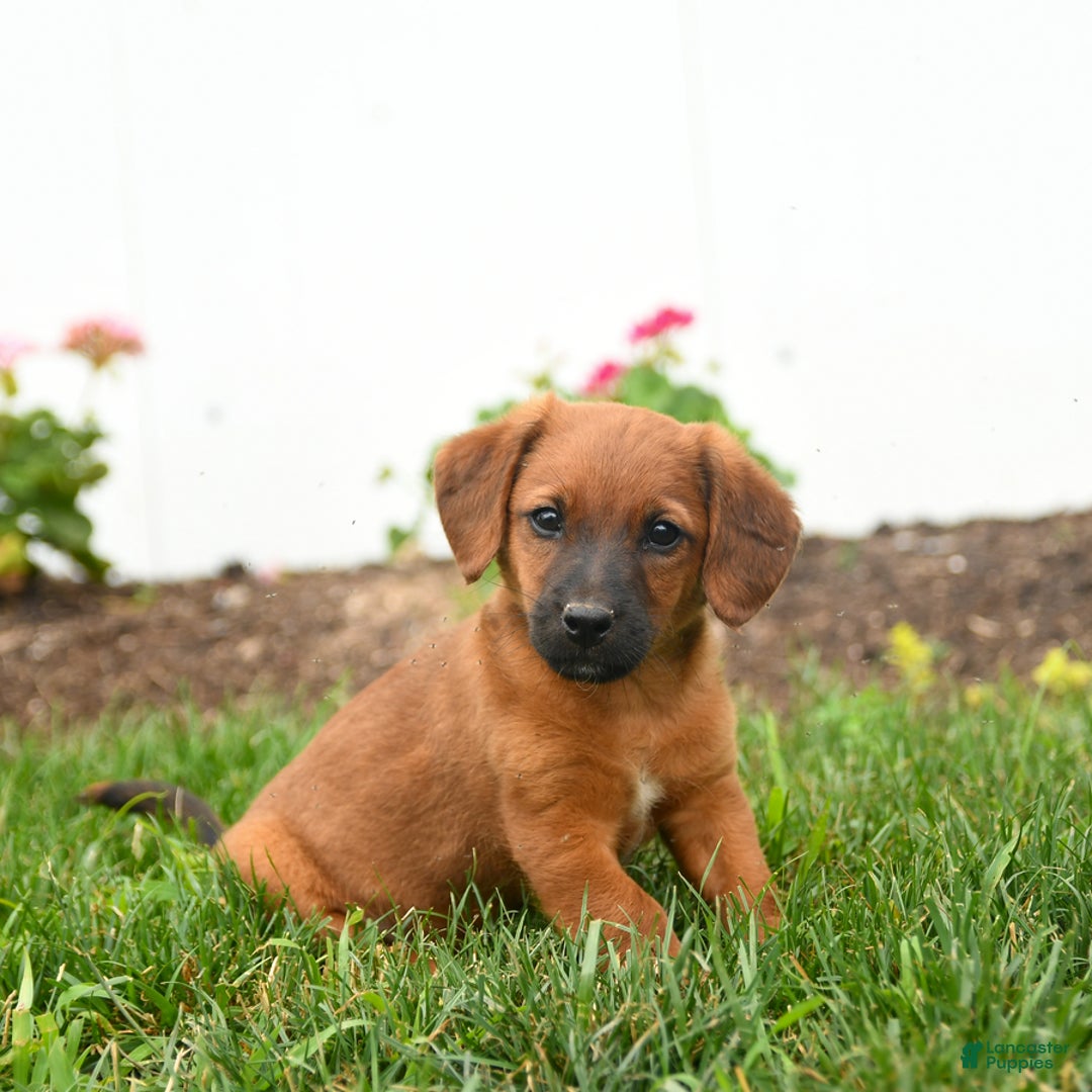 Jack Russell Terrier dogs for sale: Kaptain - Image 3